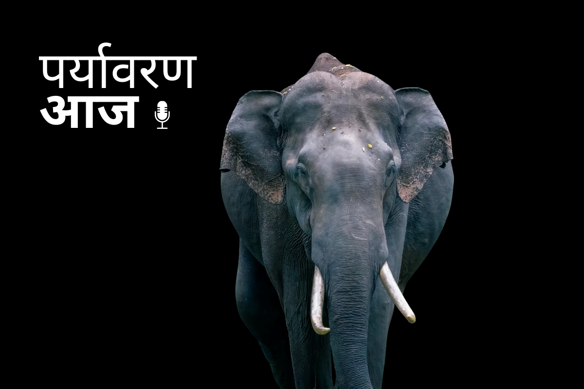 मध्य प्रदेश में हाथी संकट