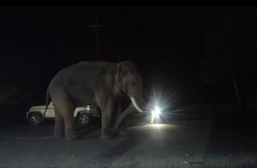 Maihar elephant
