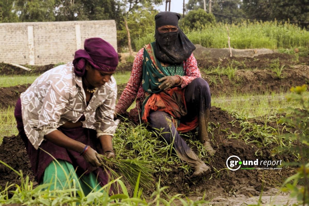 Women working in paddy fields in village Mughaliya Chhap of Bhopal district | Photo by Rajeev Tyagi