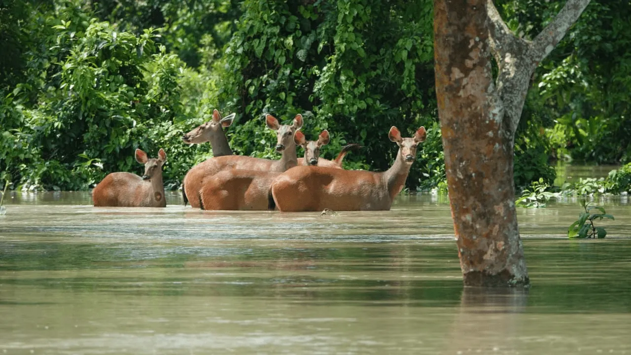 Kaziranga National Park floods