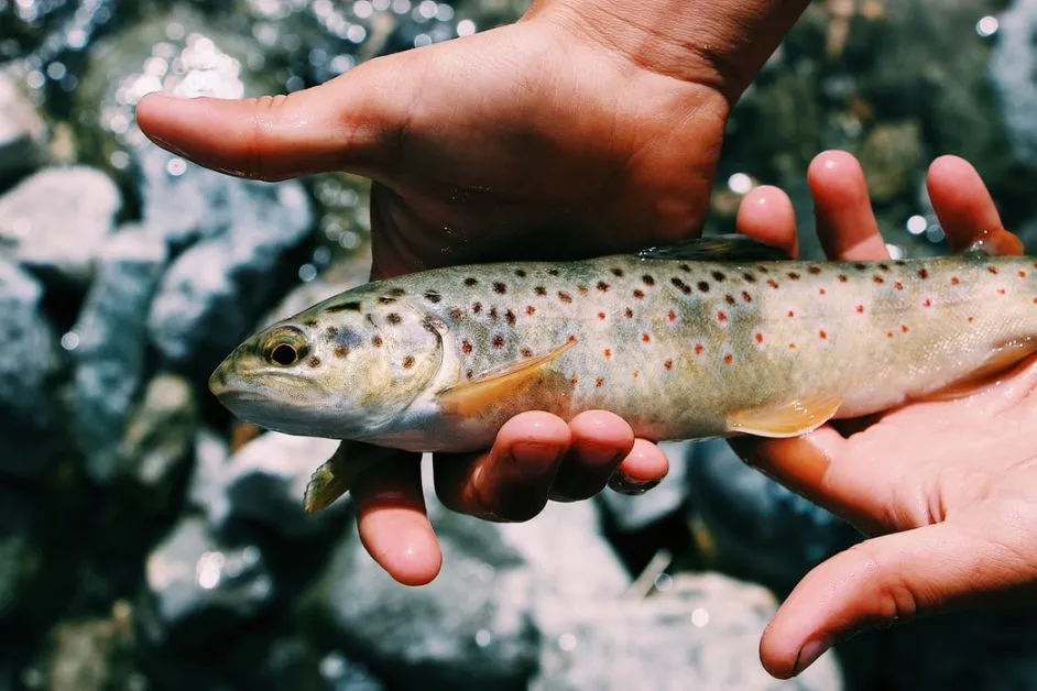 Trout fish declined drastically due to climate change