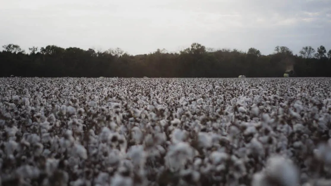 Half of all cotton-growing
