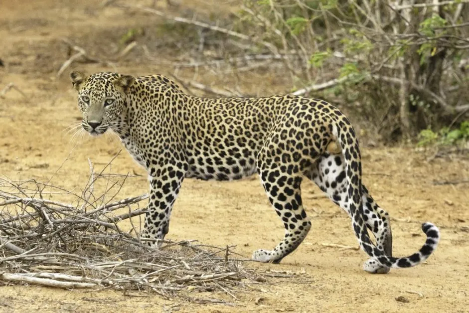 Leopard population in India