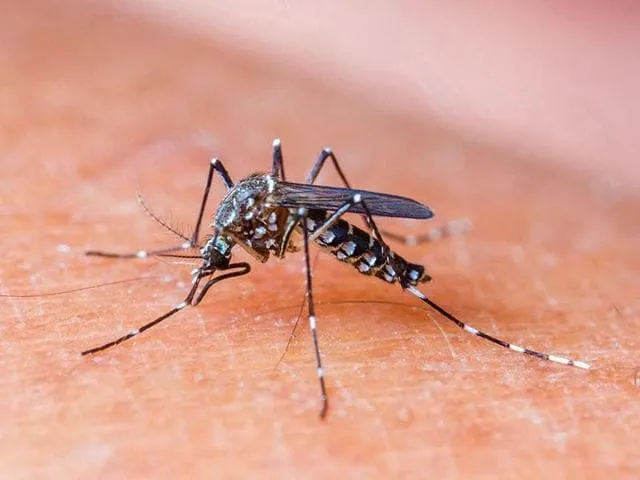 Highest number of dengue cases in three years in Delhi