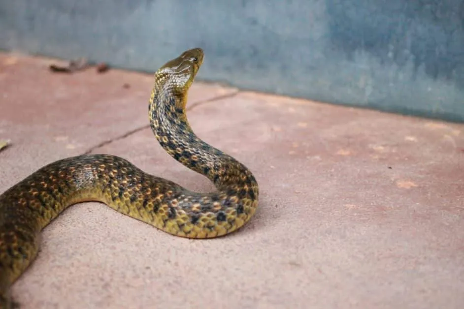 Murders by snake bites are increasing in India