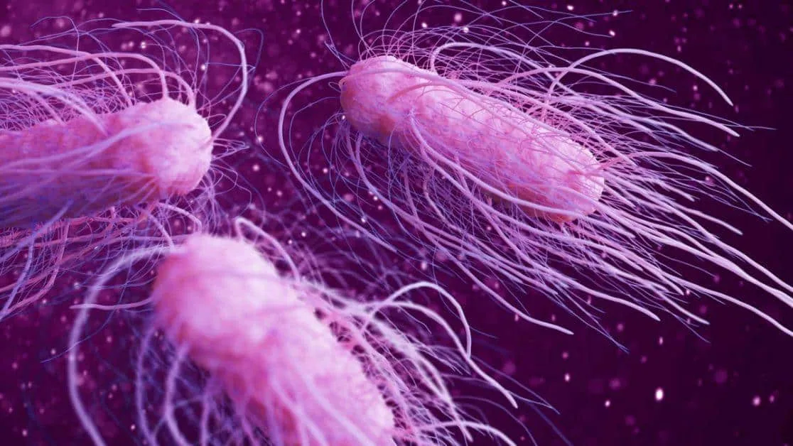 What is Salmonella outbreak, How many active cases found of this