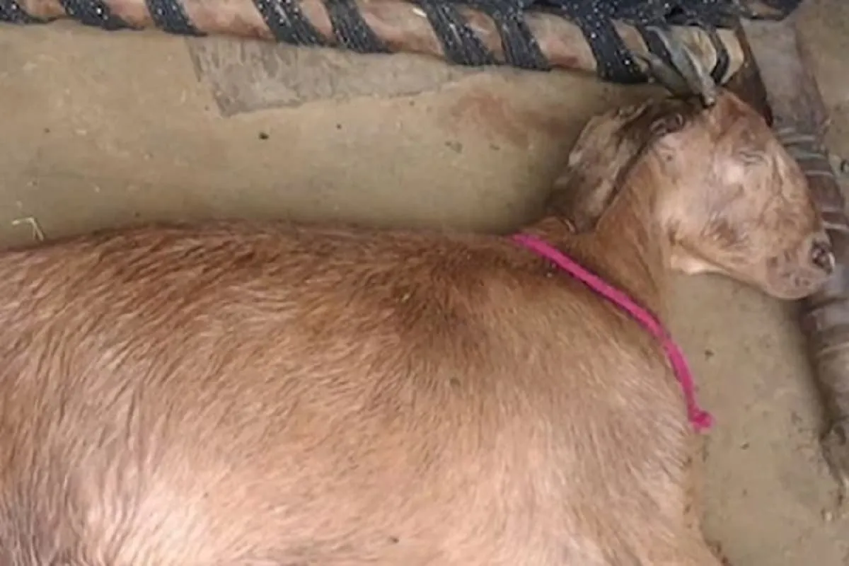 Pregnant goat raped by three men in Kerala