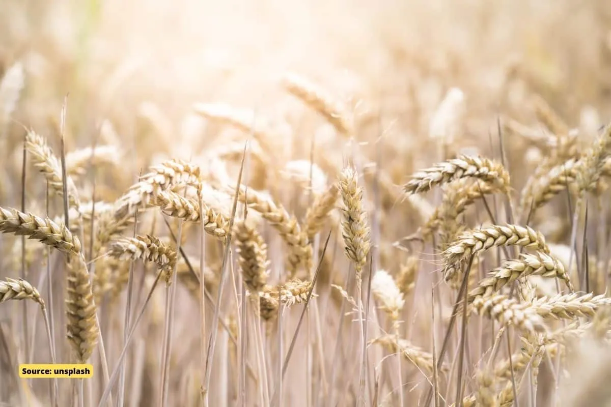 How heatwave reduced wheat production?