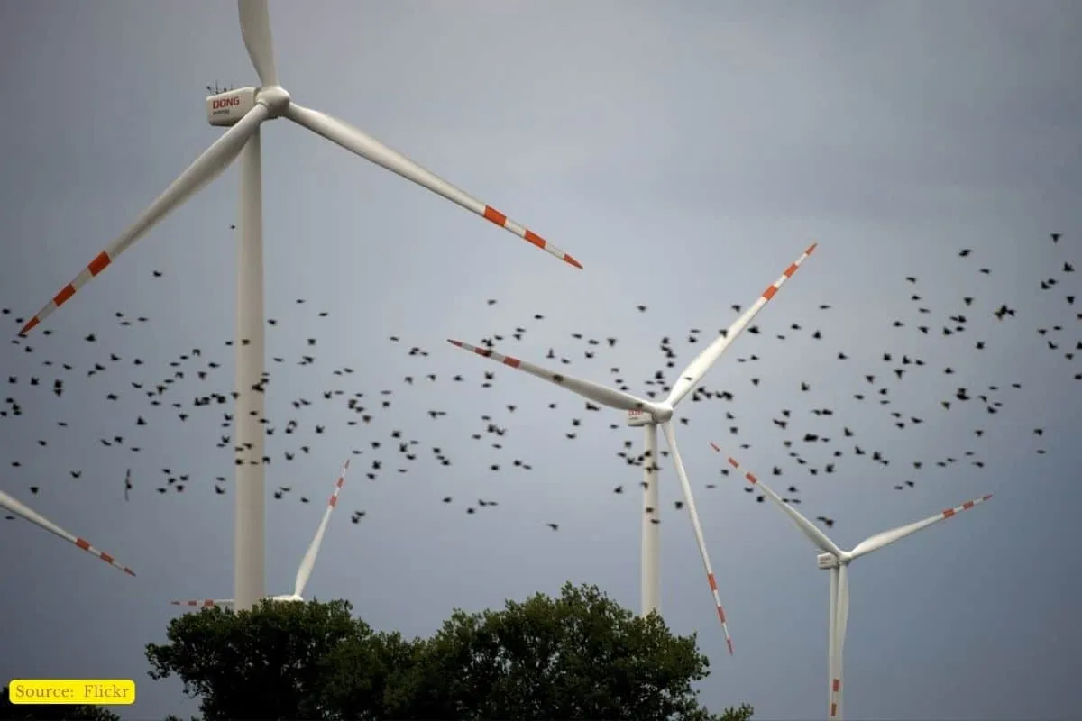 Windmills, power generation, bird fatality, and ways to mitigate issue