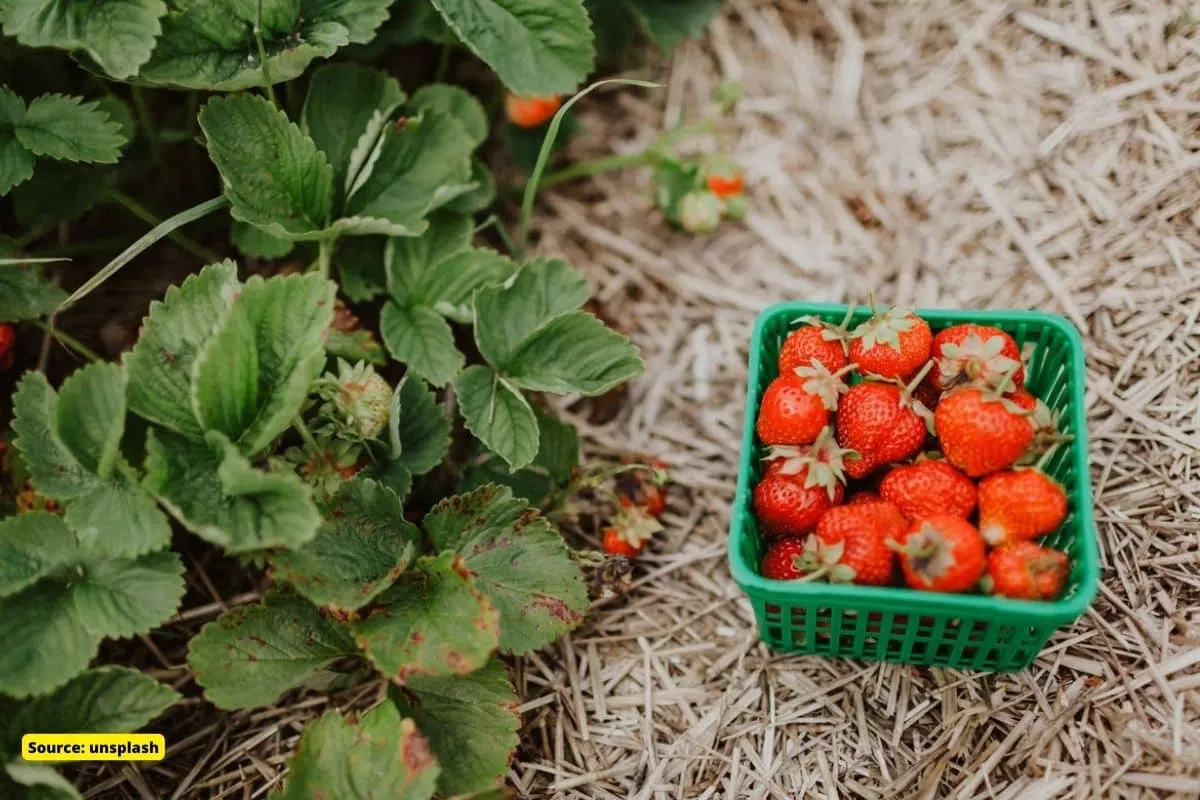 Strawberry harvesting delights farmers in Kashmir