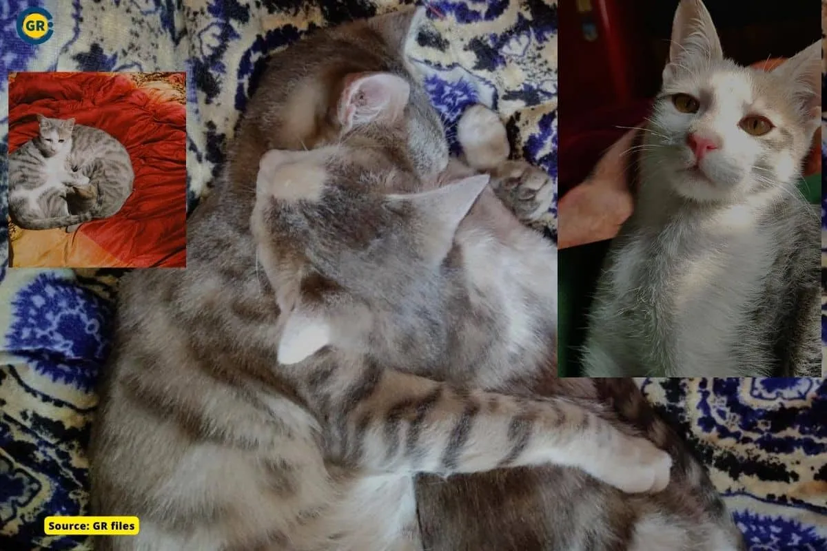 Truth of Heart-wrenching cat’s death viral video from Kashmir