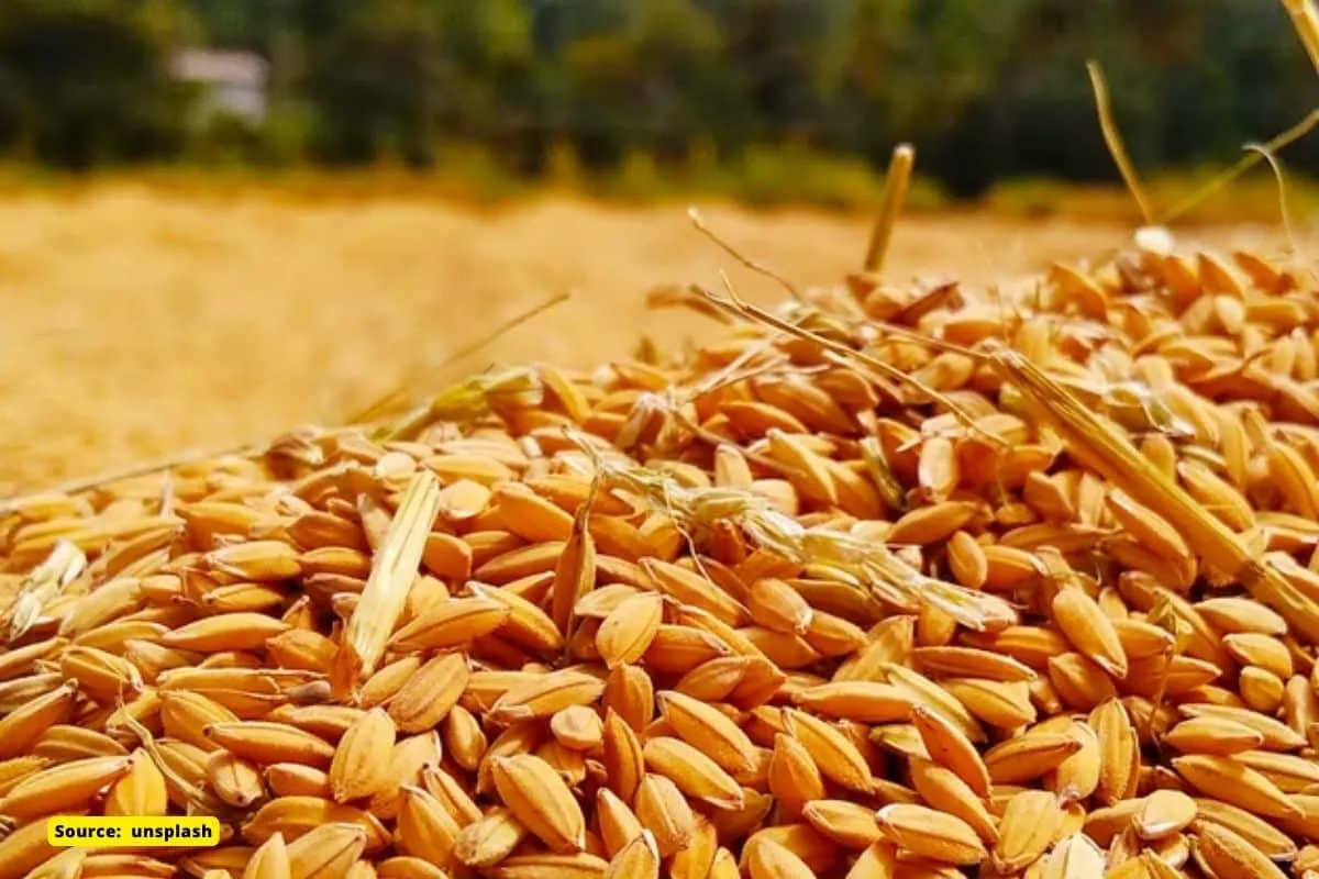 Wheat yield decreased by 3 per cent compared to last year