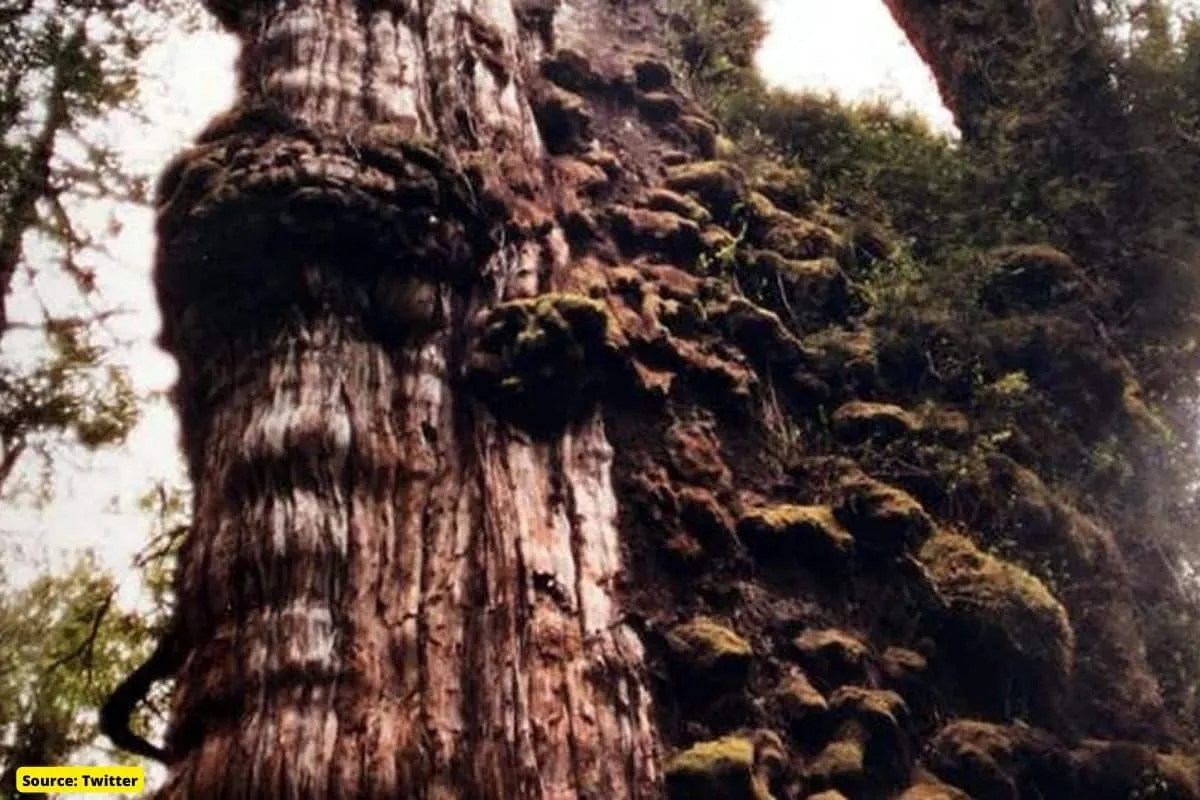 The world's oldest 5,000-year-old tree in Chile?
