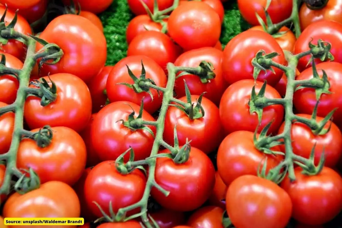 Climate change will snatch your Tomato Ketchup