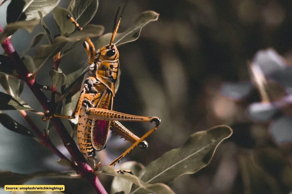 Why are insects disappearing; Can we survive without them?