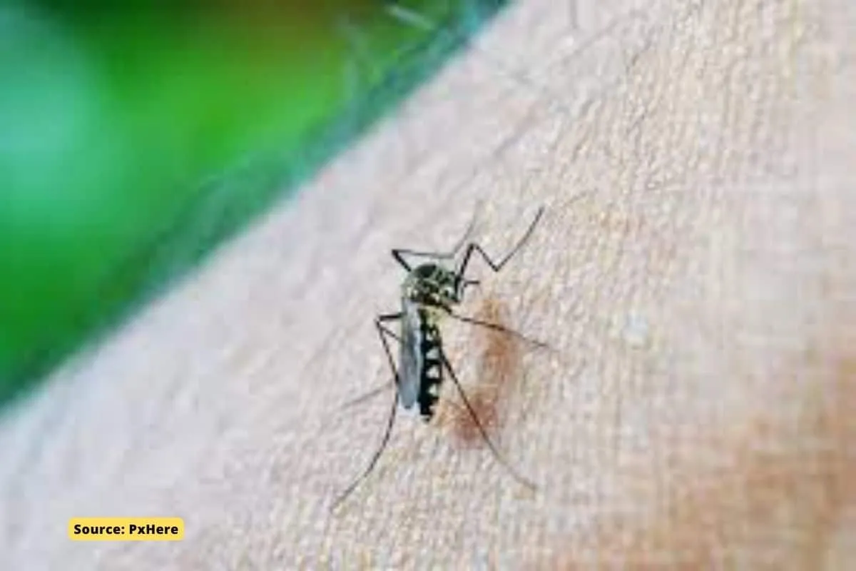 Why vaccination against malaria quickly loses its protective effect?