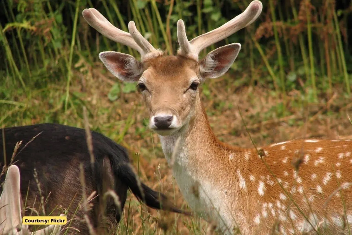 Deer population soars to 2m in England, are they planning to shoot them?