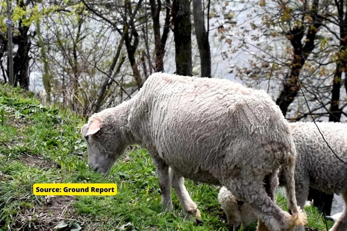 Why Sheeps are dying in Kashmir
