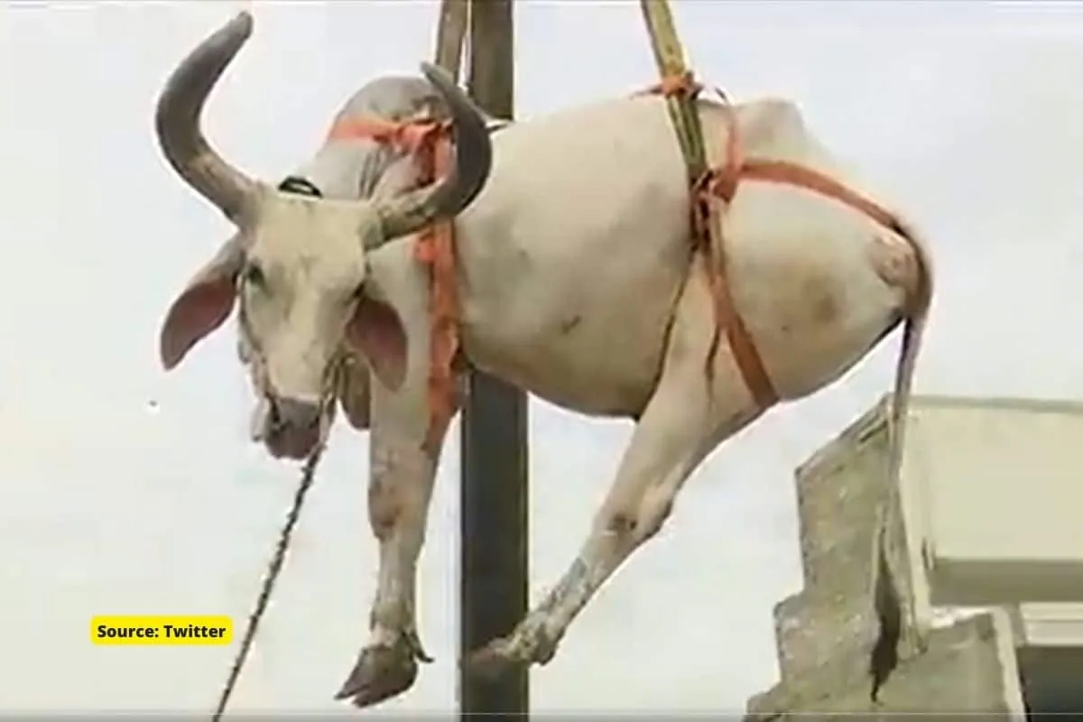 Before sacrificing on Eid al-Adha, they lift cattle through crane