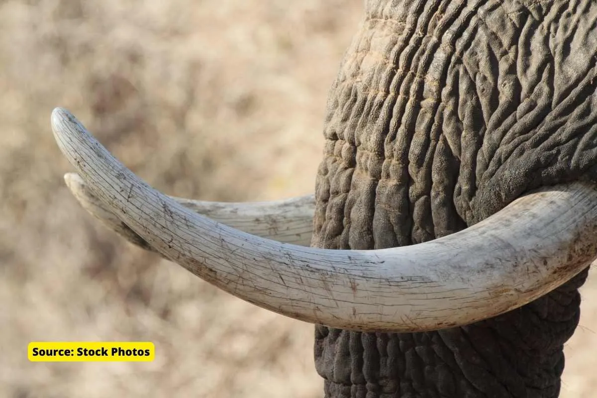 Ivory Trade Ban Namibia India Deal