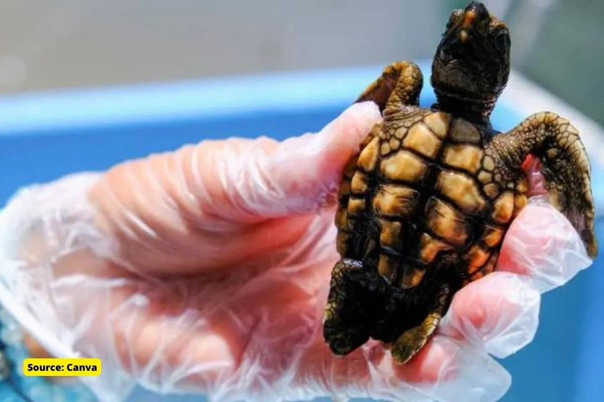 Why 99% sea turtles in Florida are born female?