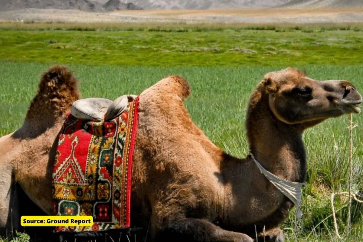 Nubra valley: The Mongolian Camels of Ladakh