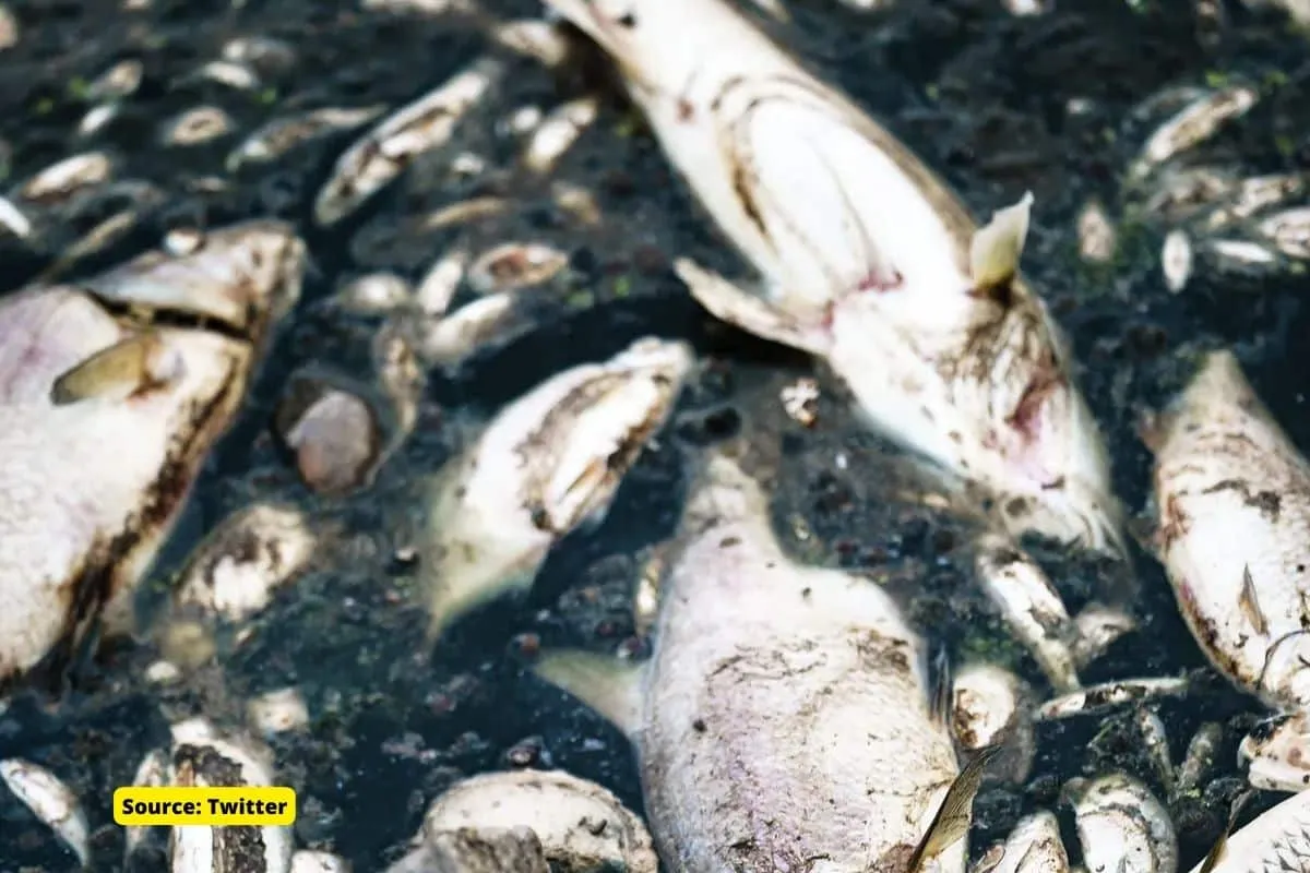 Climate change increases frequency of mass fish kills