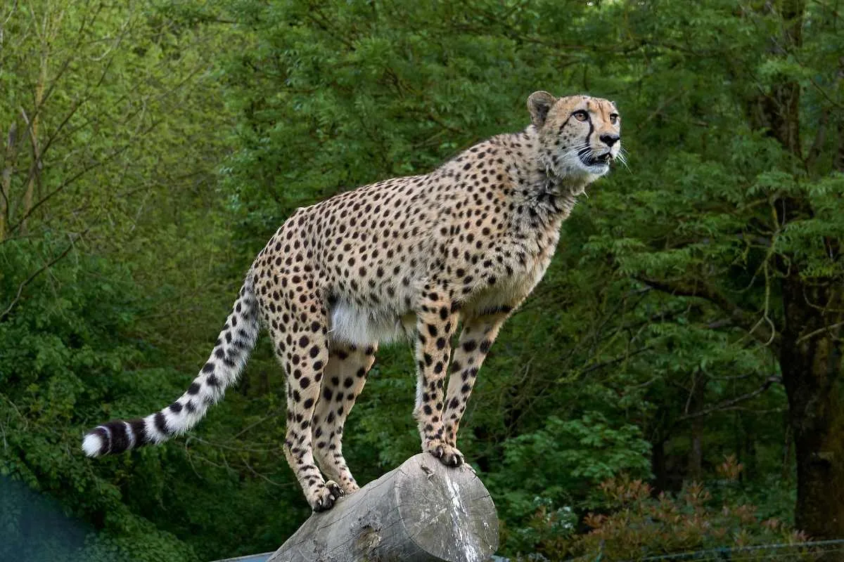 Cheetah safari to be allowed from February in Kunu in MP