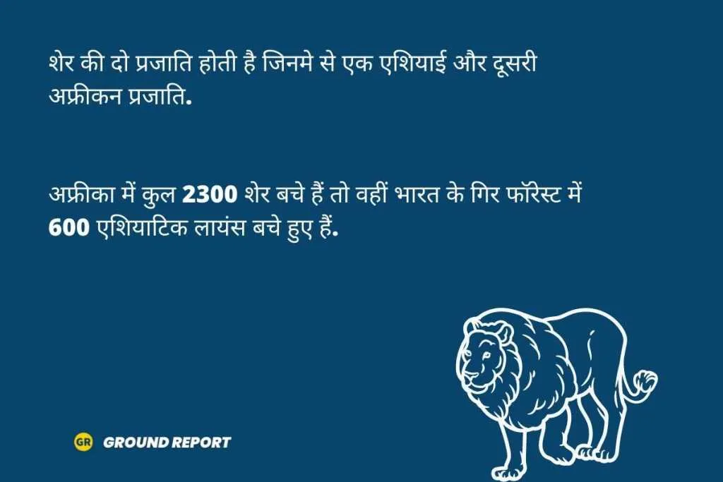 facts about lion in Hindi