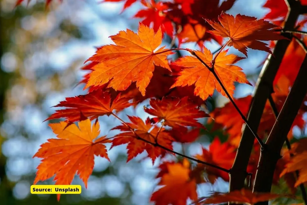 How does climate change affects autumn leaves colour?