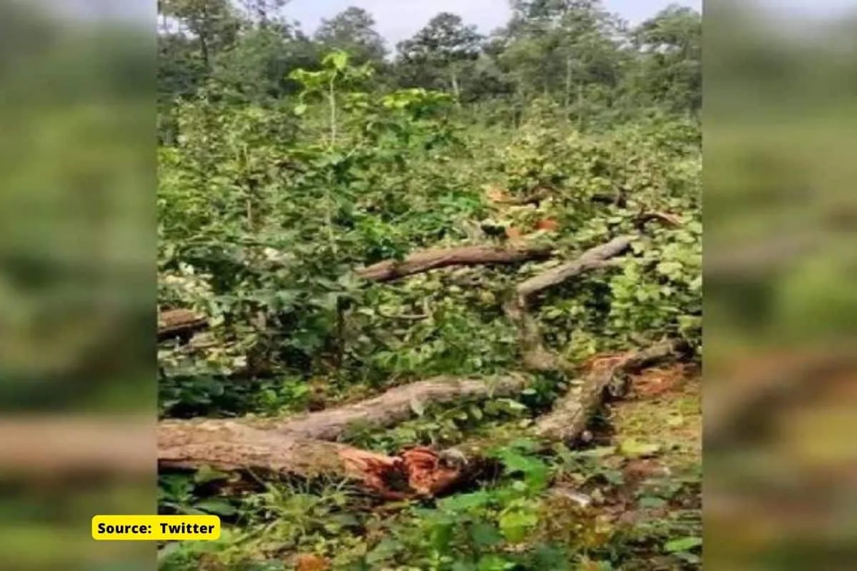 They are cutting Hasdeo forests despite protests