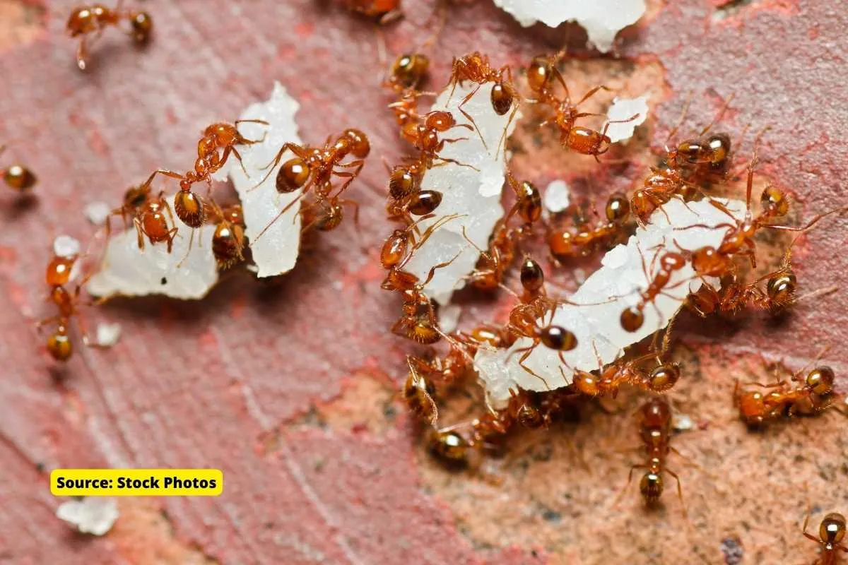 fire ants attack village in odisha