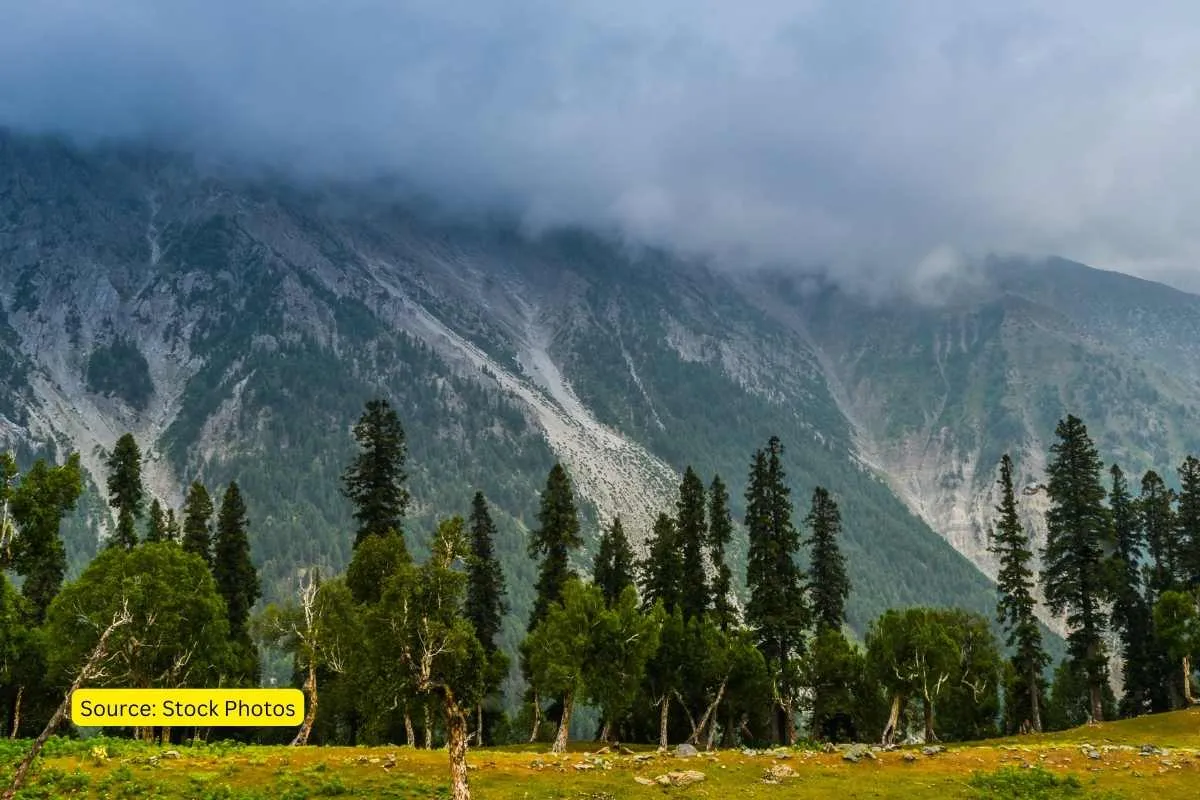 Treeline in Himalayas and CLimate change