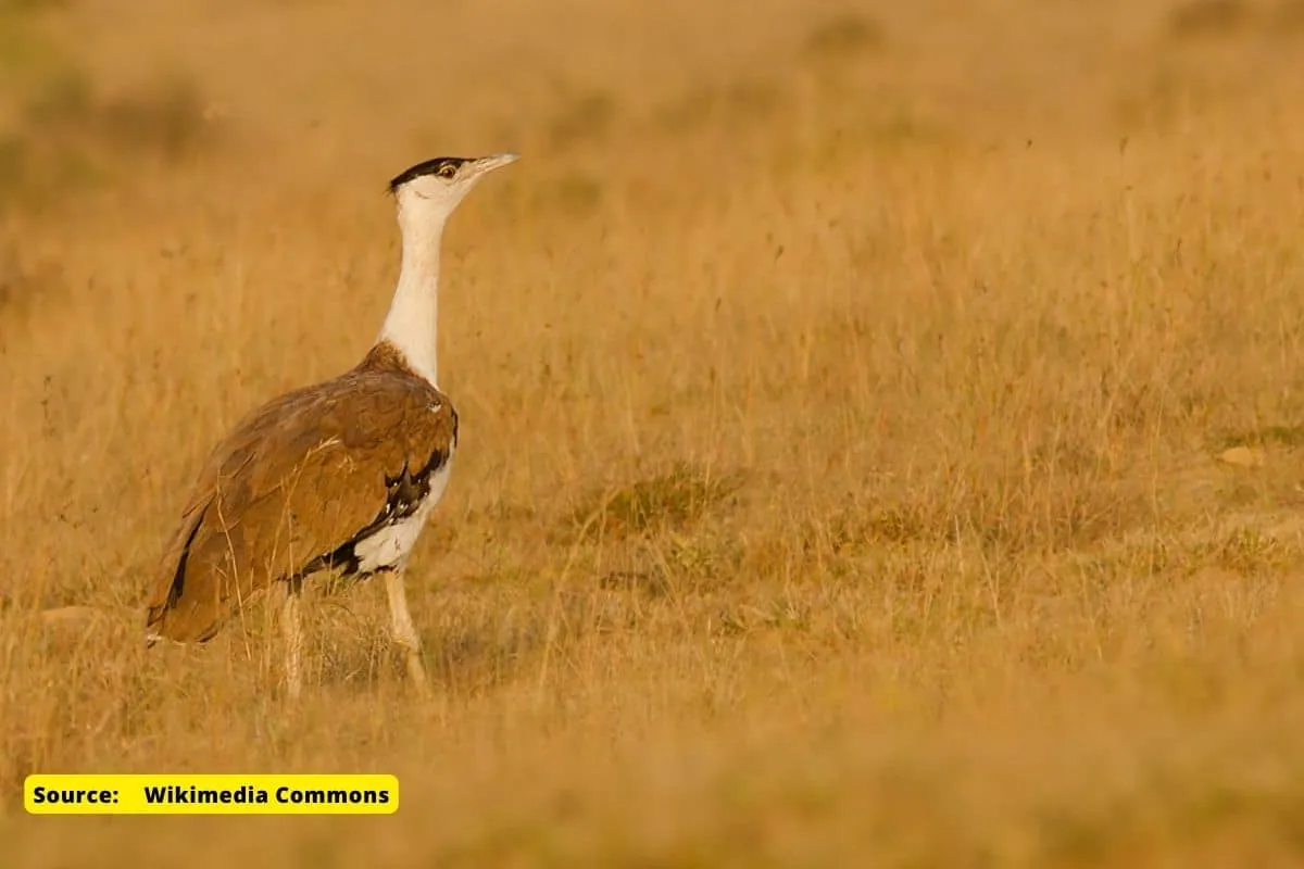 One more endangered Great Indian Bustard died in Jaisalmer, How many left?