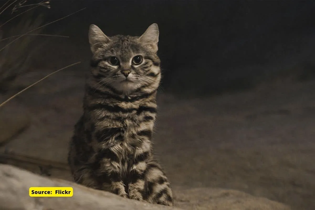 Black-footed cat: Meet the deadliest cat in the world