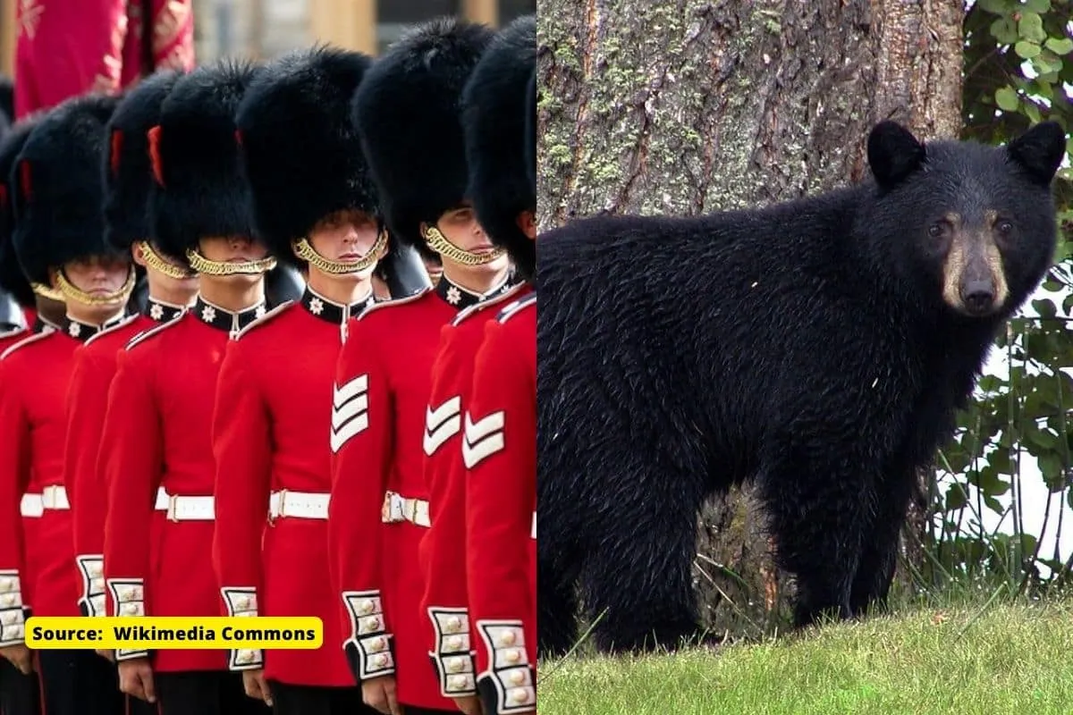 100 bears killed every year to make iconic King’s Guard hats