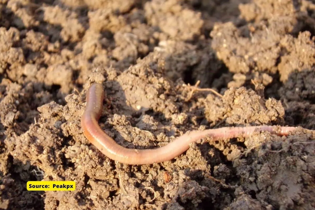#EarthWormDay let us celebrate these Soil Heroes
