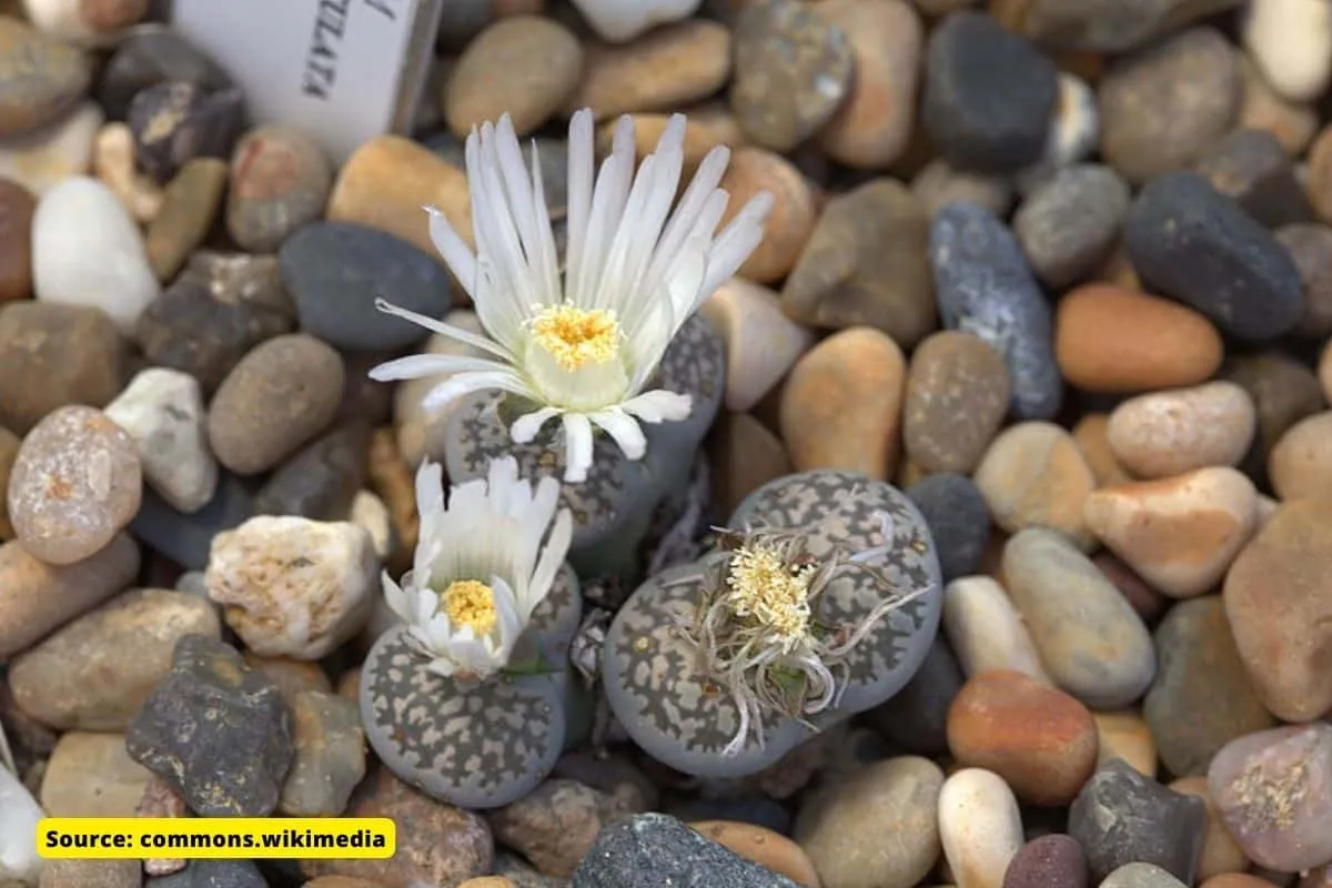 know about lithops plant that evolved to look like stones