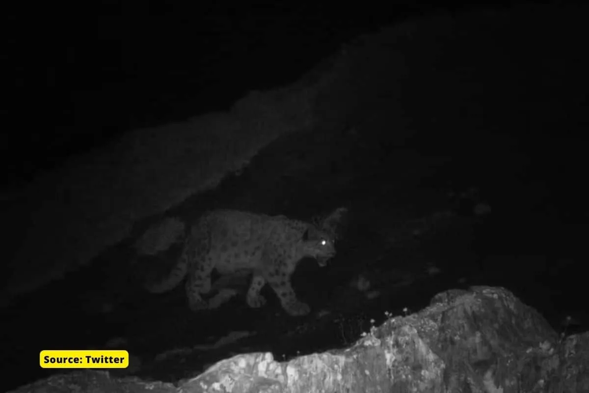 Snow leopard spotted in upper reaches of Kashmir