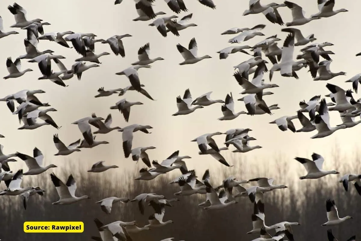 Why these migratory birds like to visit Kashmir every year?
