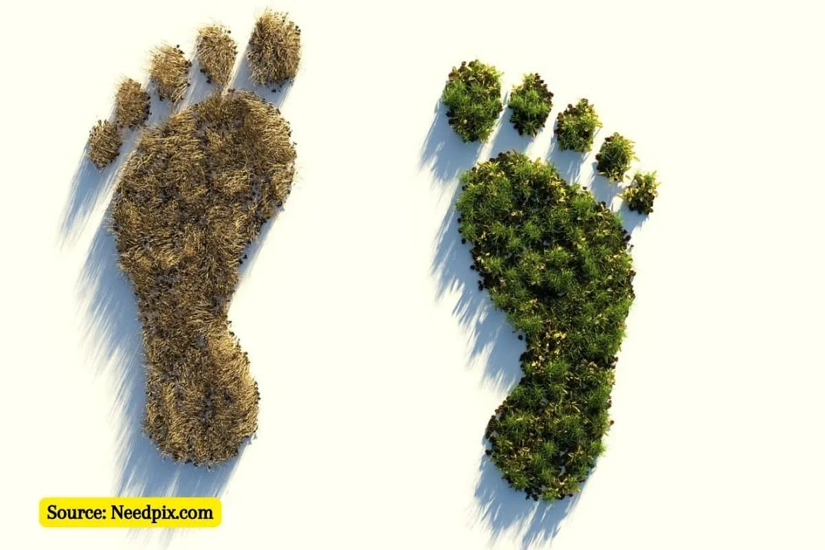 What is Ecological Footprint and Why is it Important?