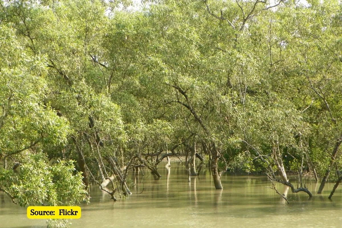 Sundarbans lost two lakh crores in 40 years due to climate change