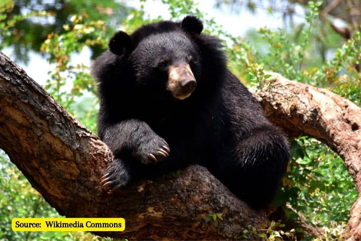 Why Bear hunting returns to New Jersey?