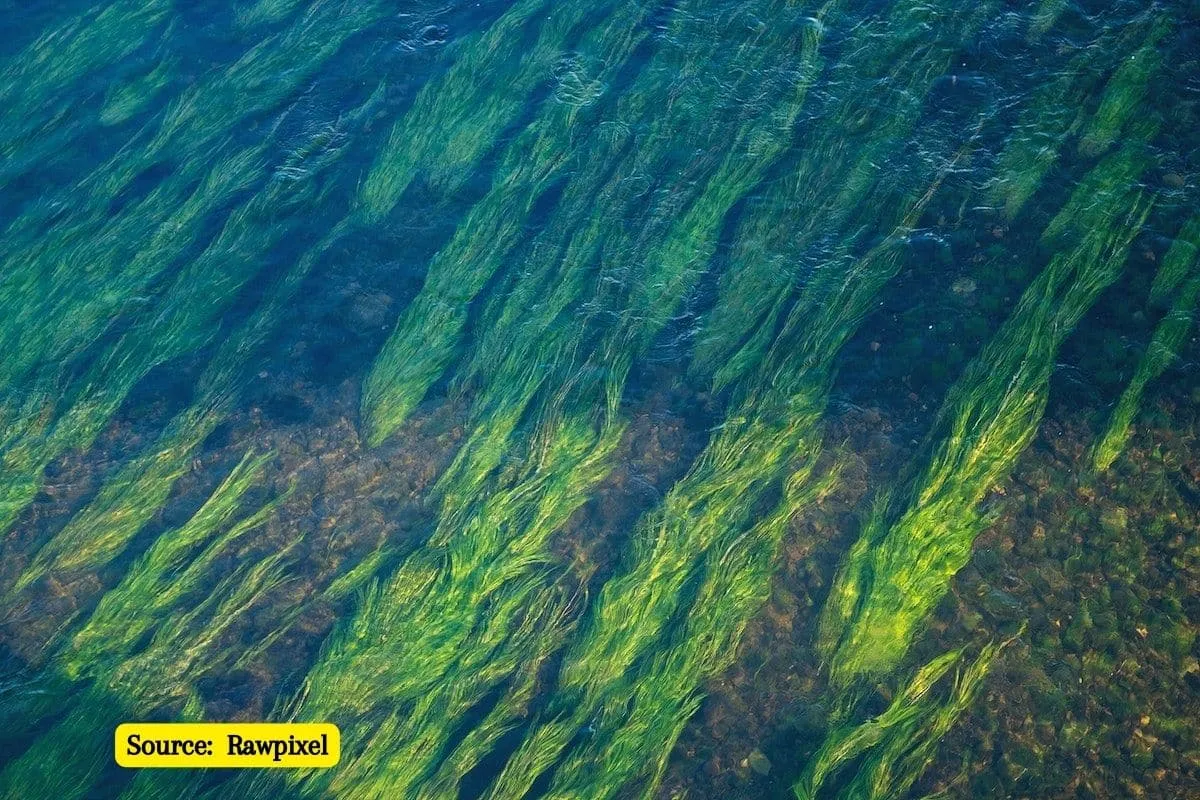 What is Seagrass and how can it help fight climate change?