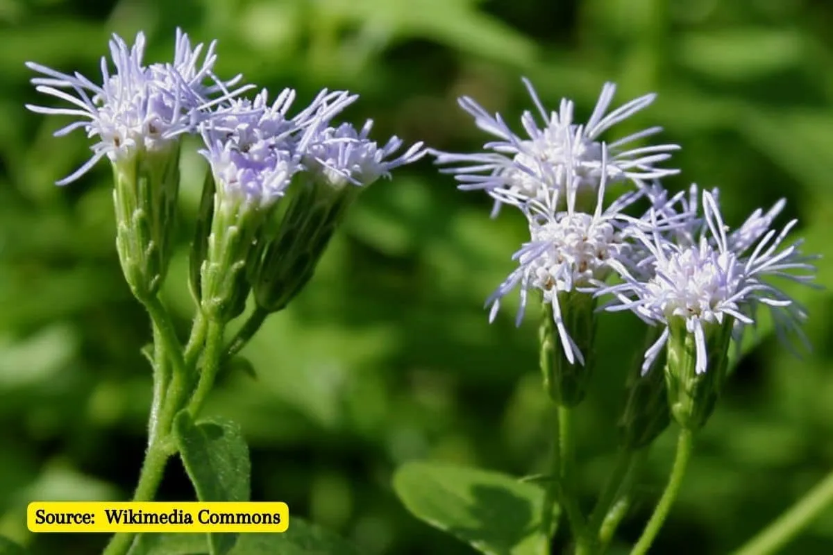 Know about India’s top invasive plant species
