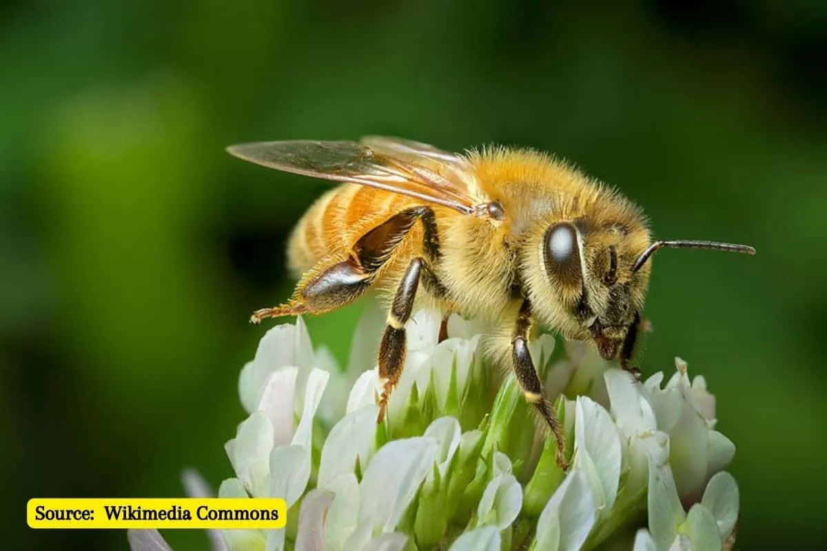 Both habitat quality and biodiversity can affect bee health: Study