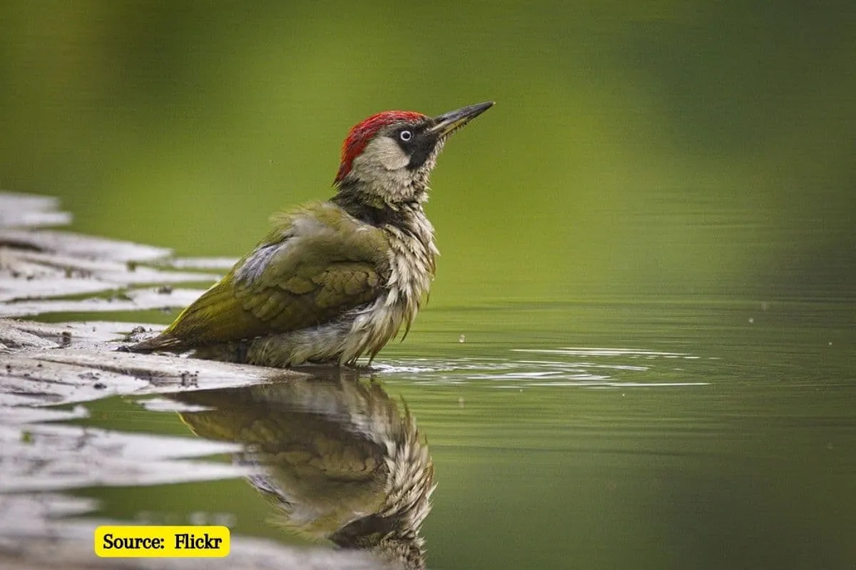 Bird watching: 10 types of Woodpeckers you should know about