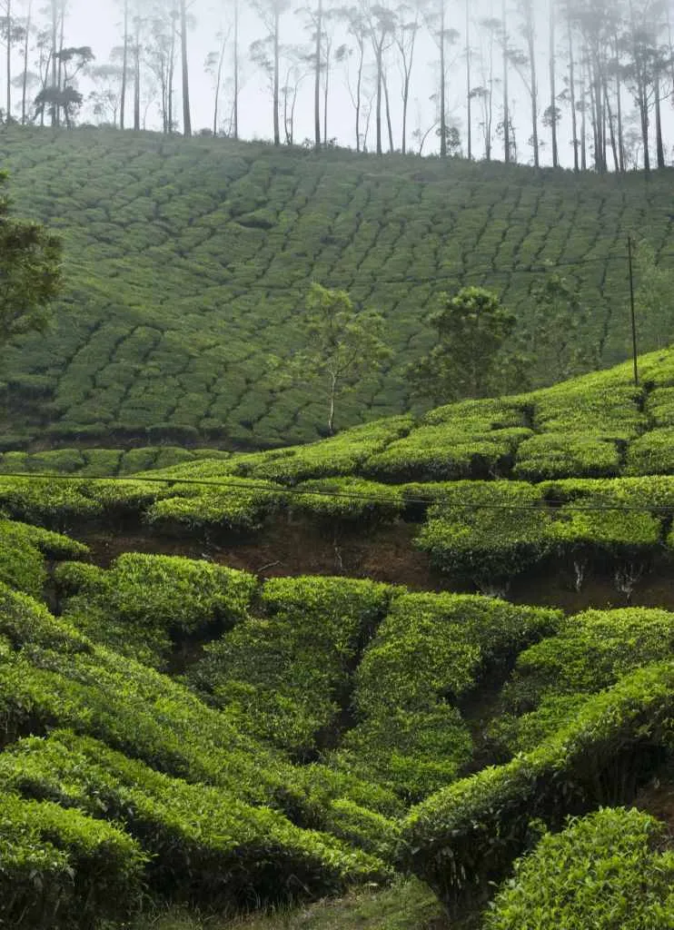 Misty tea plantation in  Munnar, India 
