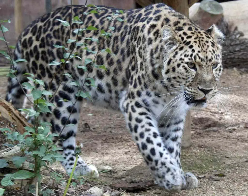 Amur leopard | Courtesy: Tony Hisgett/ Wikimedia Commons