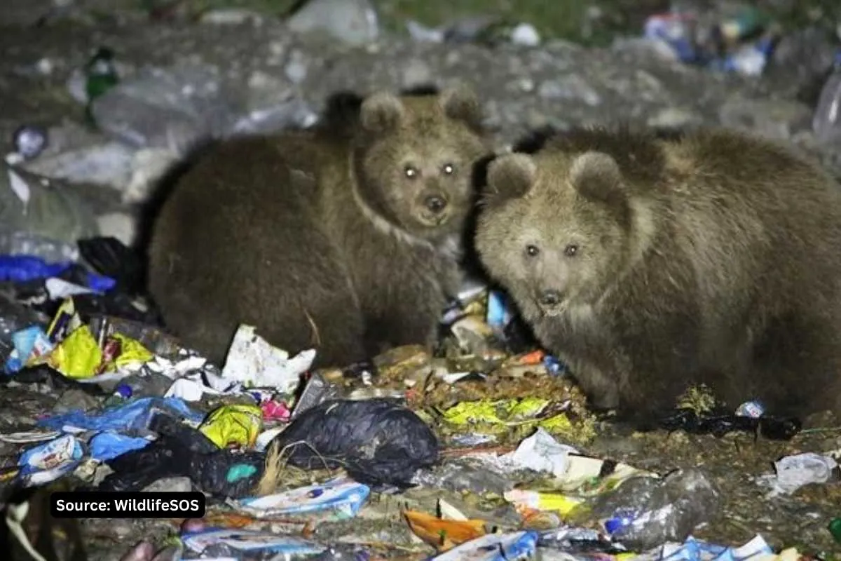 brown bear living like pigs in kashmir consuming plastics